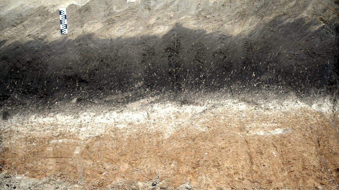 Fossiler Boden (Paläoboden) aus einer Warmzeit vor der letzten Eiszeit in Mitteleuropa